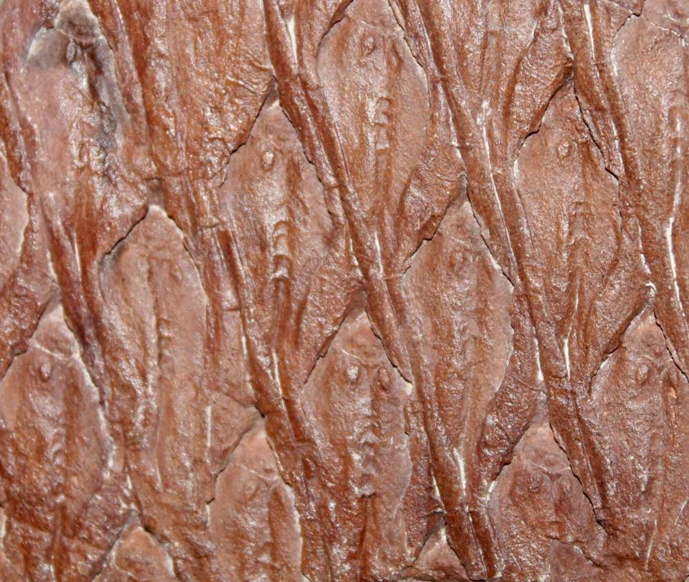 Lepidodendron aculeatum