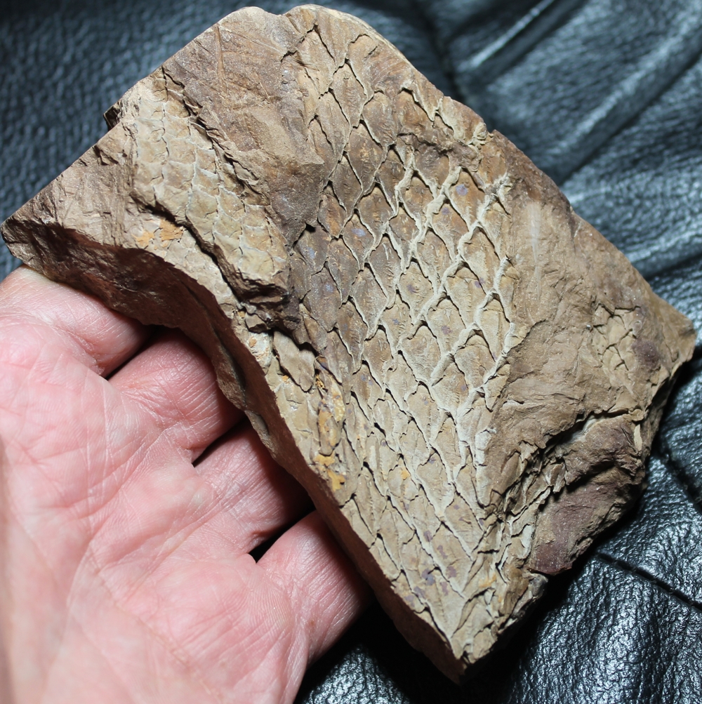 Lepidodendron aculeatum