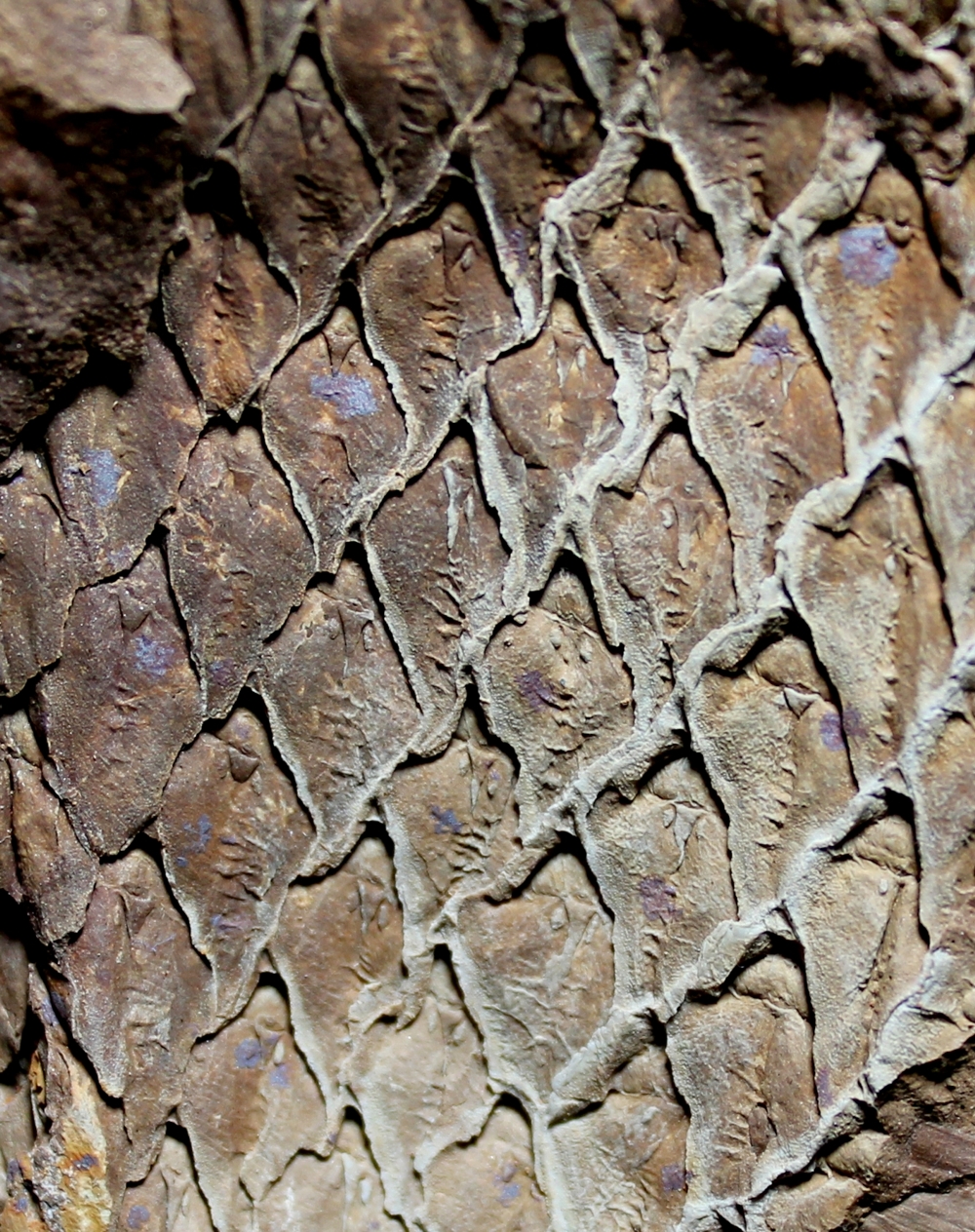 Lepidodendron aculeatum