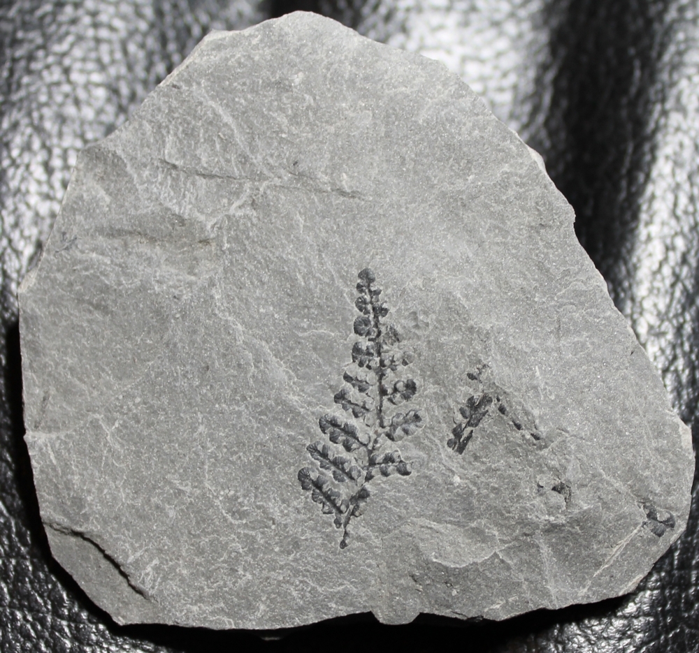 Margaritopteris coemansi