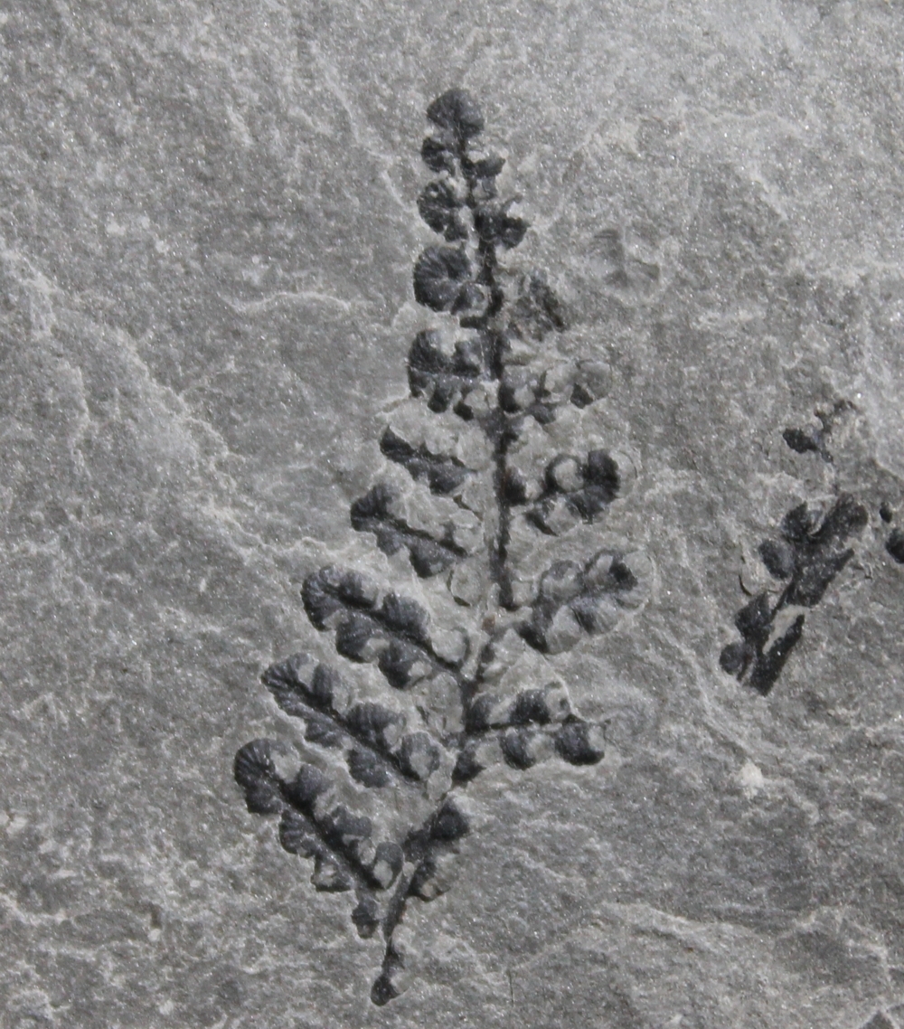 Margaritopteris coemansi