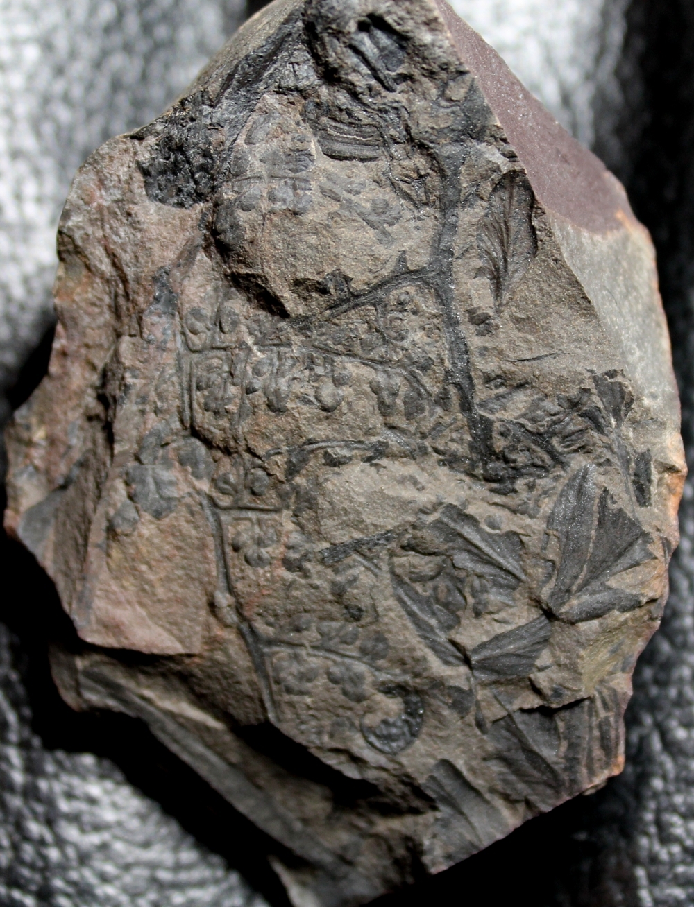 Eusphenopteris trigonophylla