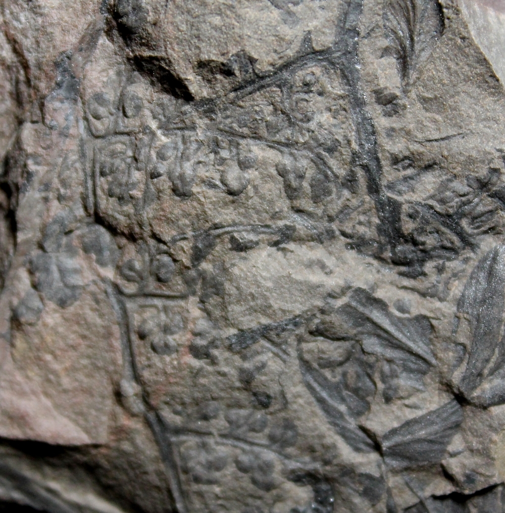 Eusphenopteris trigonophylla