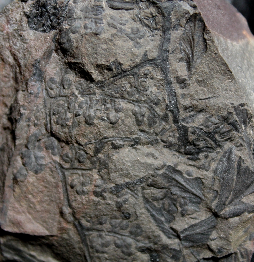 Eusphenopteris trigonophylla