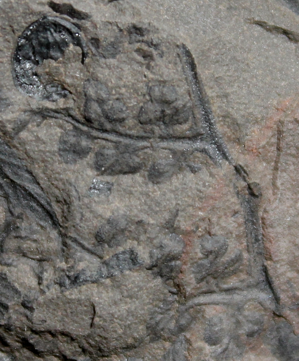 Eusphenopteris trigonophylla
