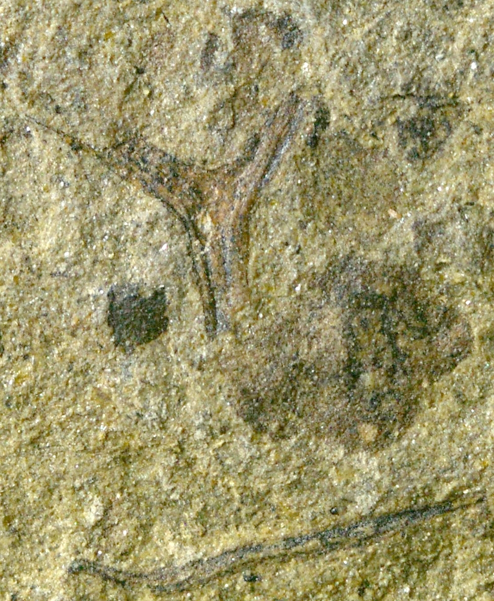 Cooksonia