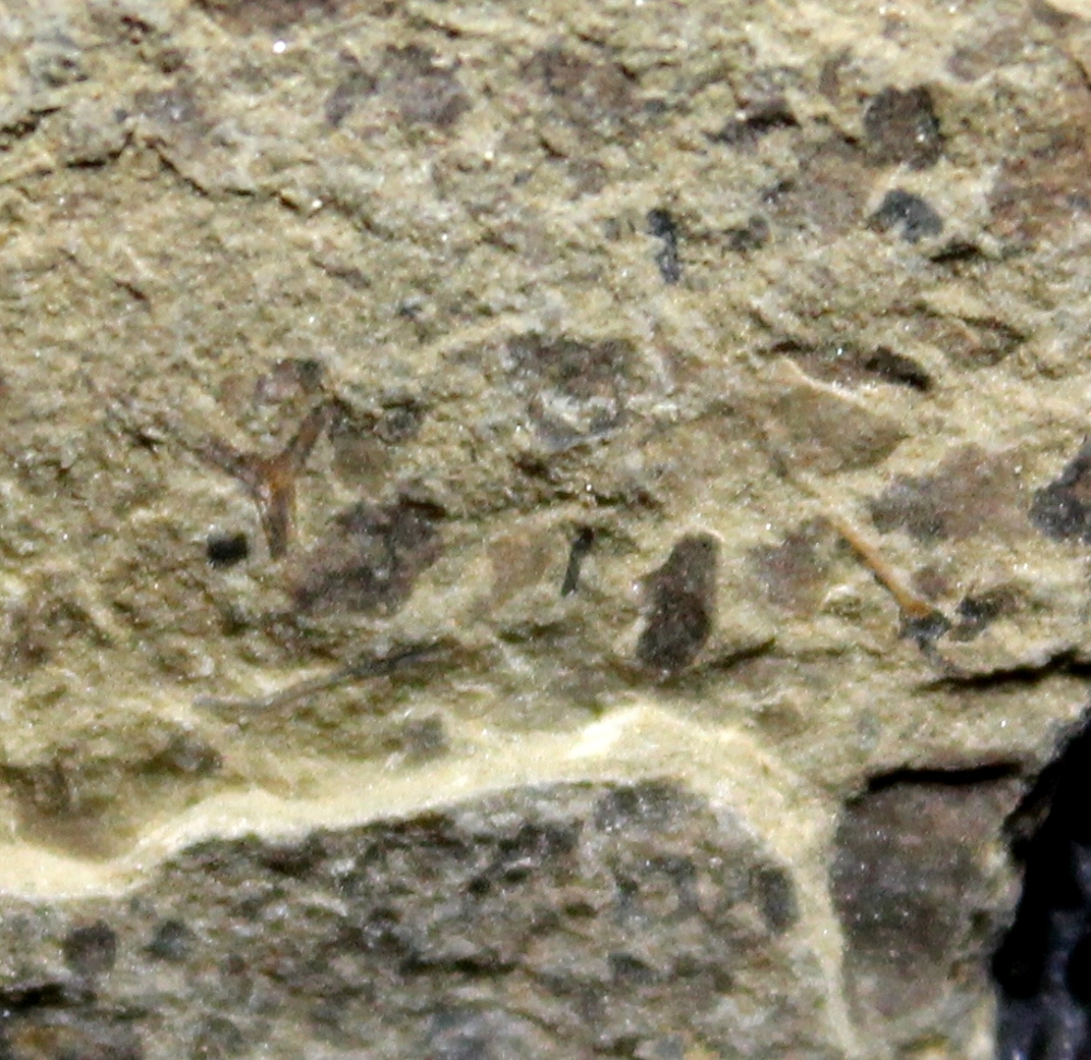 Cooksonia