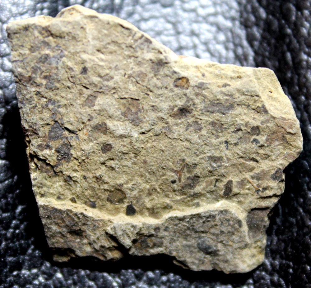 Cooksonia