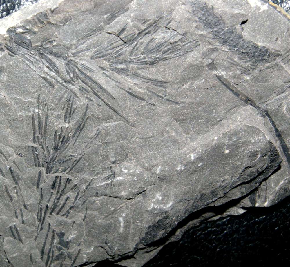 Asterophyllites equisetiformis fossil plant