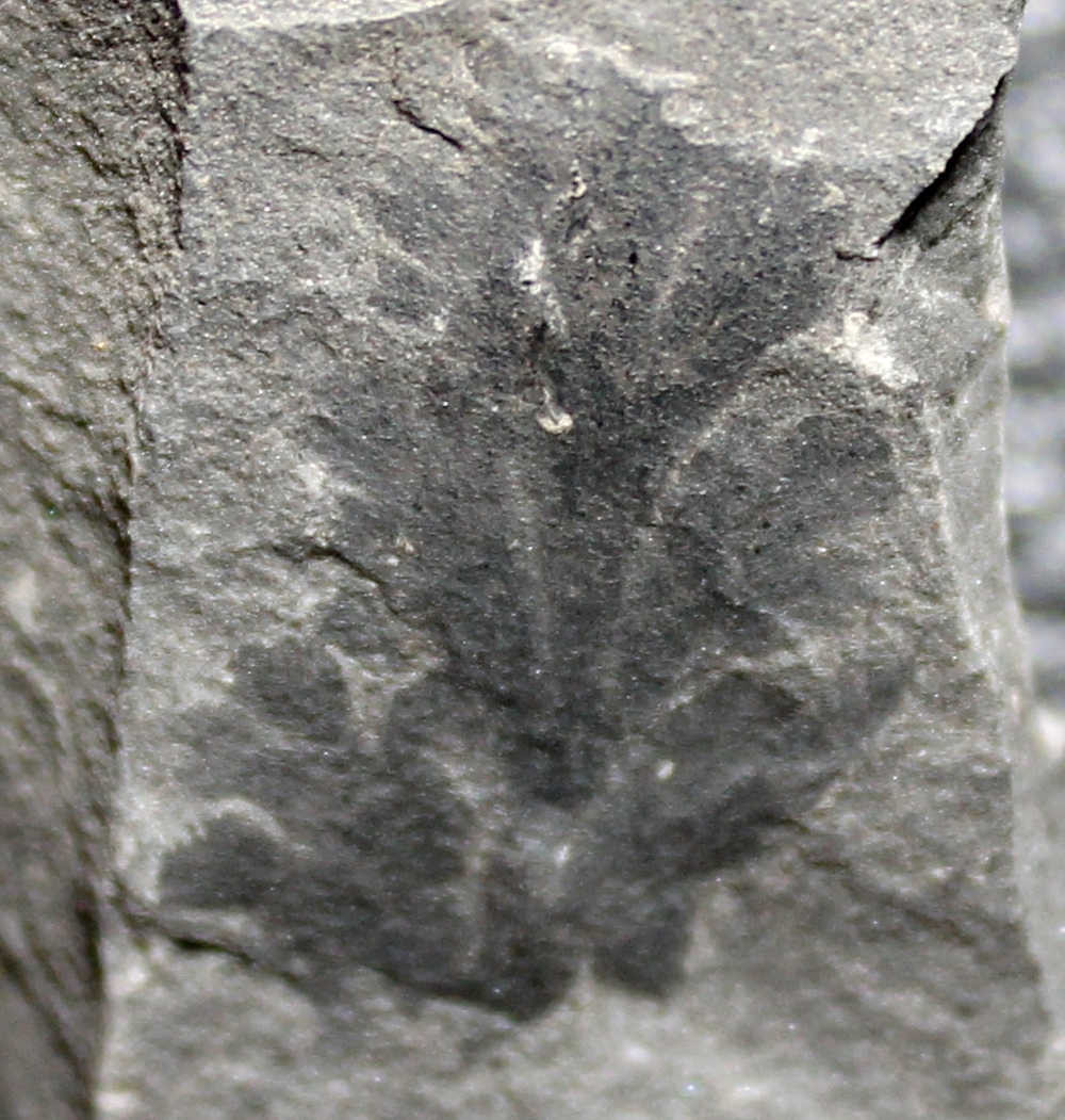 Aphlebia