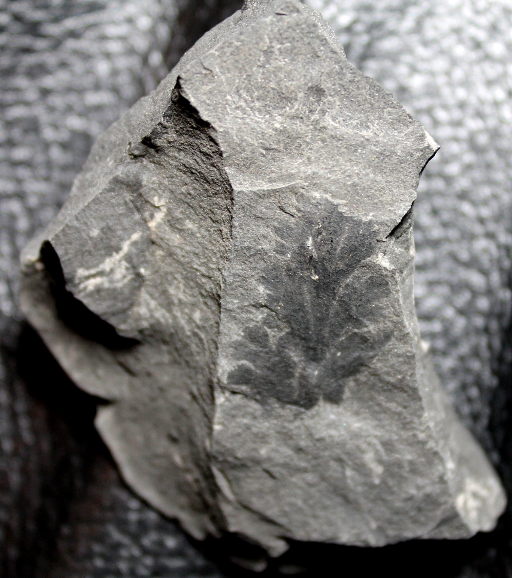 Aphlebia