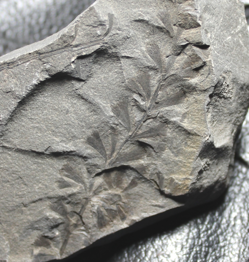 Sphenophyllum emarginatum