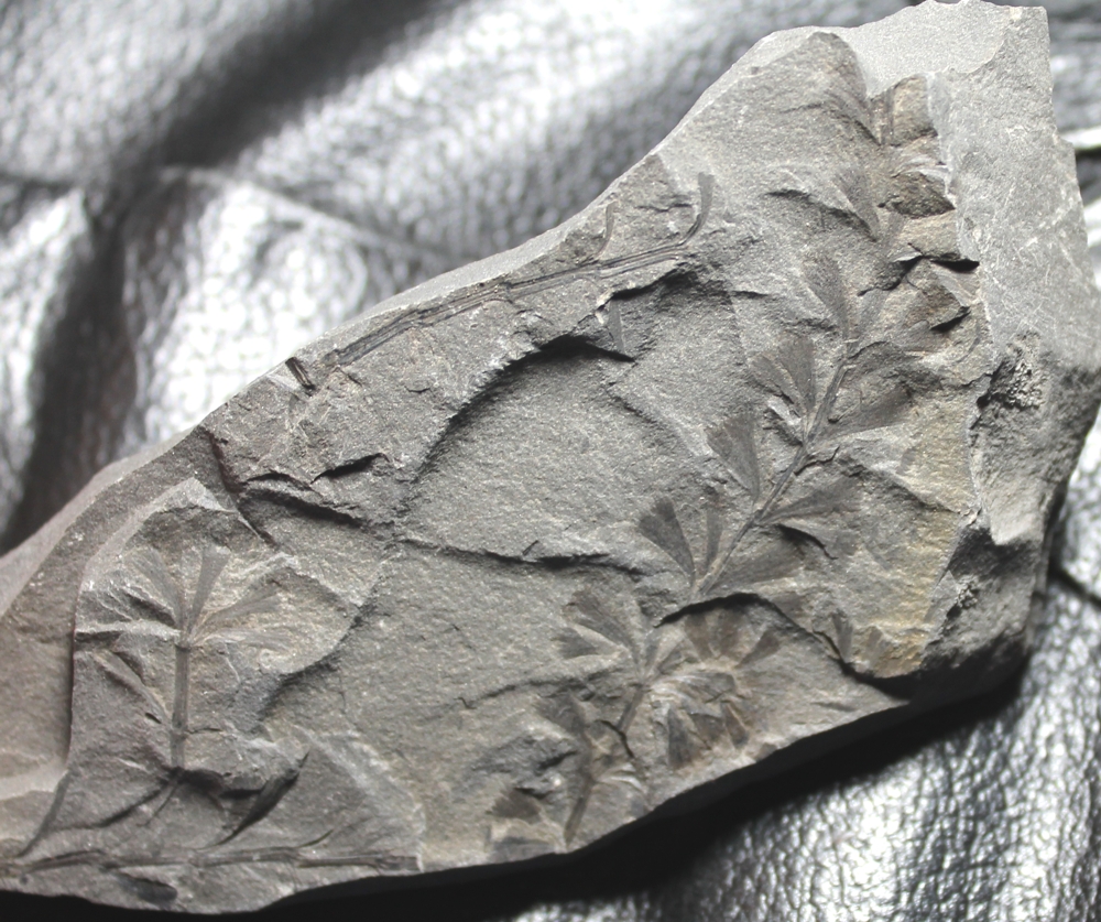 Sphenophyllum emarginatum