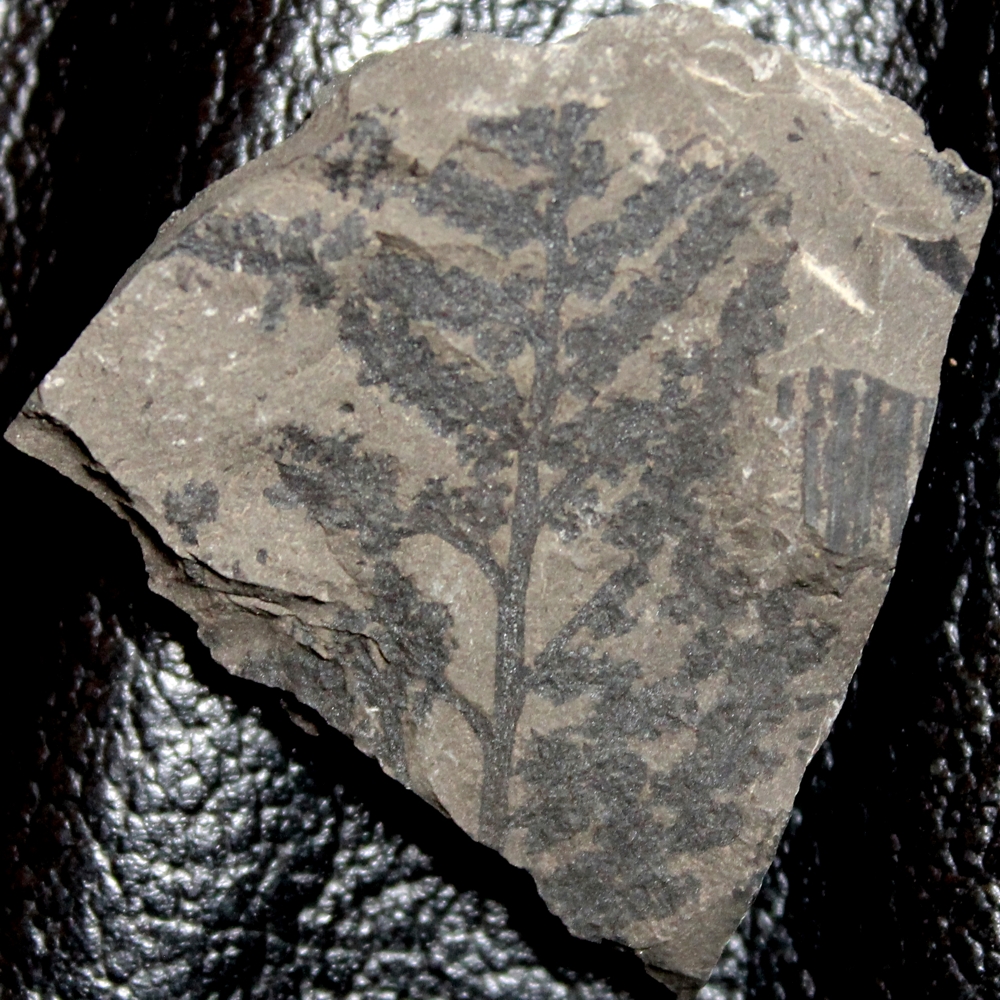 fossil fertile organ