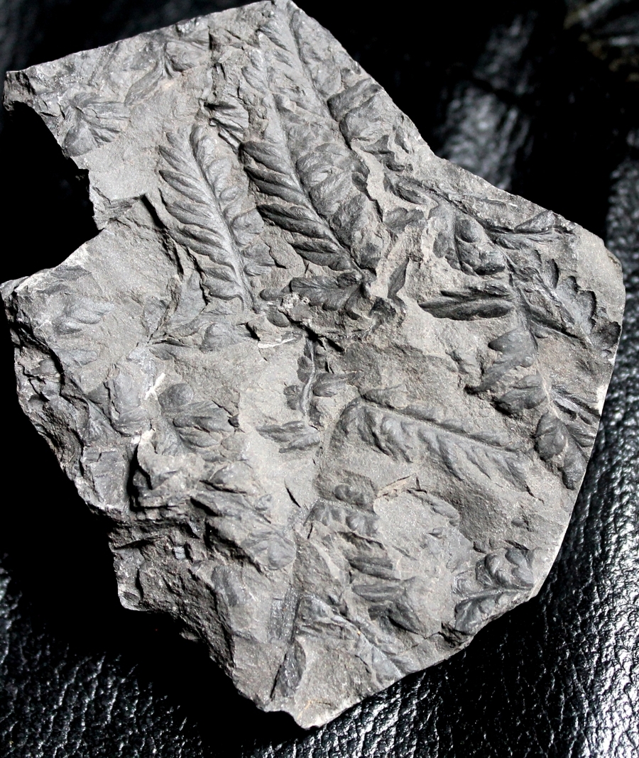 Mariopteris nervosa