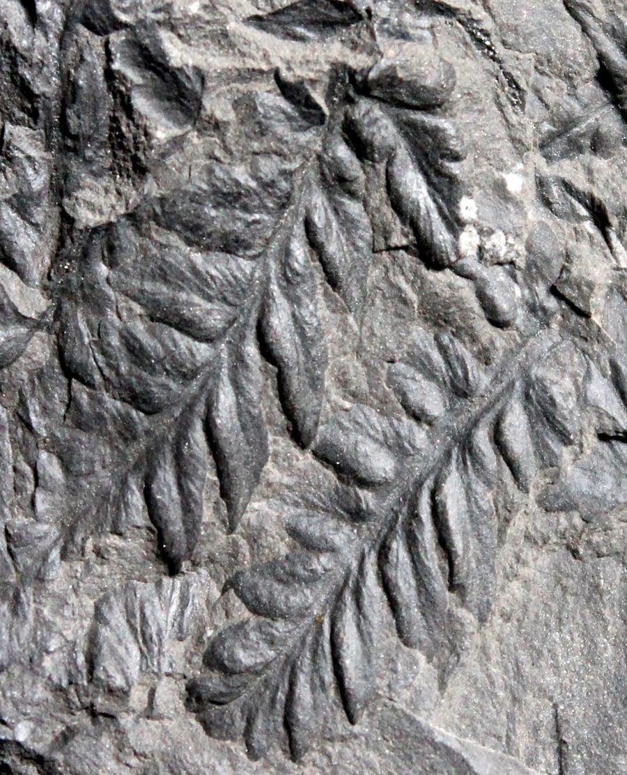 Mariopteris nervosa