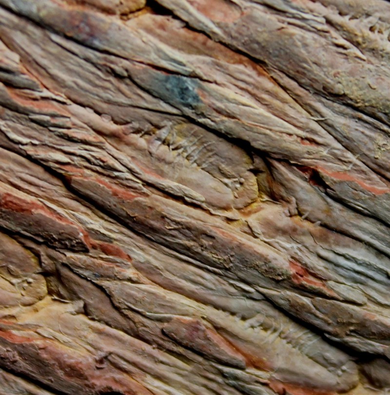 Lepidodendron jaraczewski