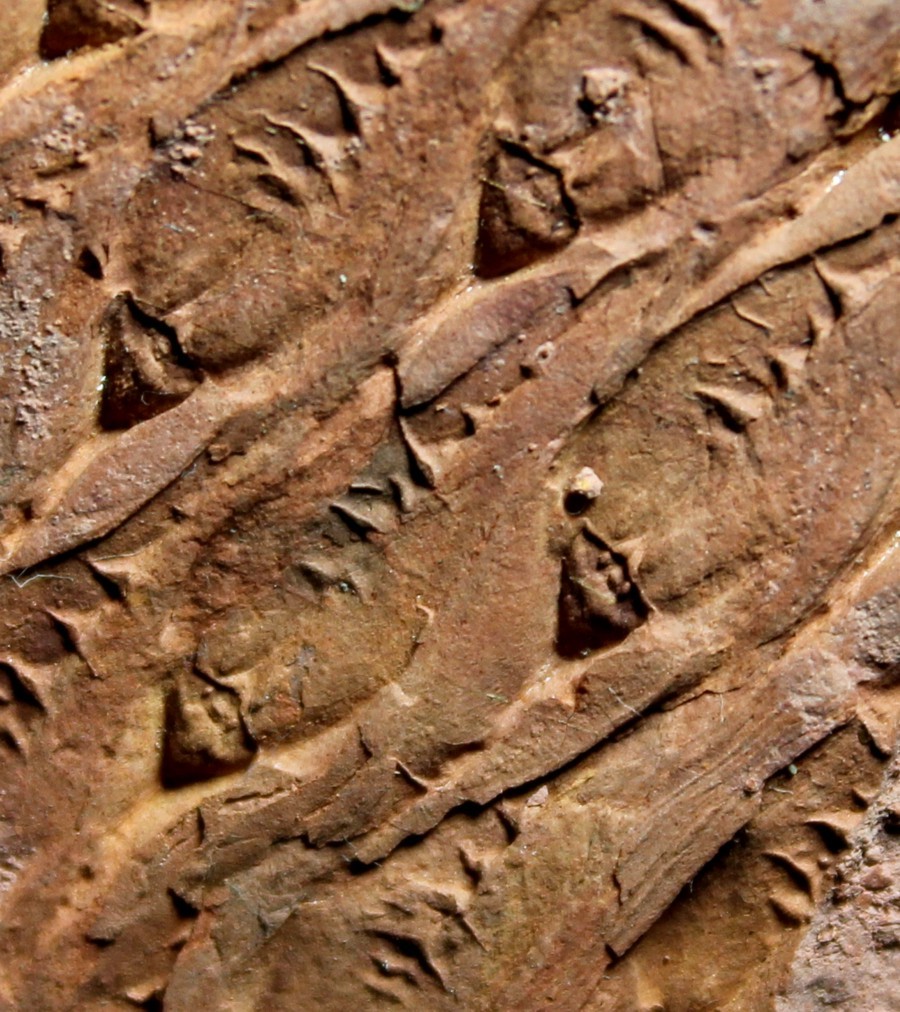 Lepidodendron