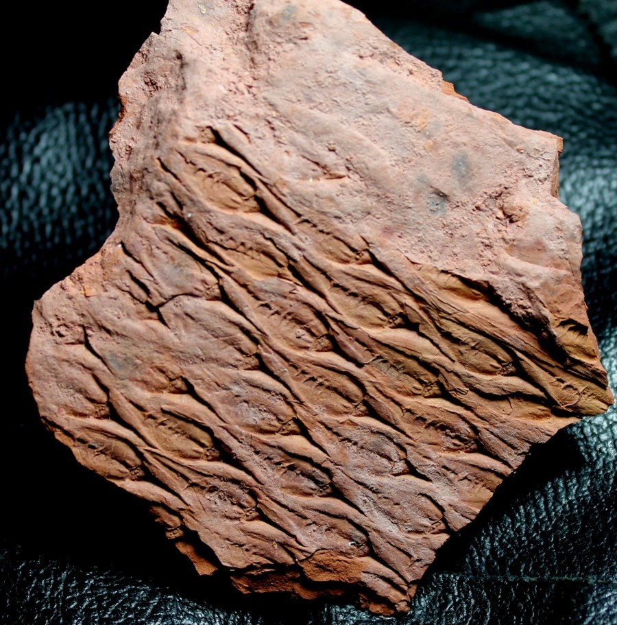 Lepidodendron