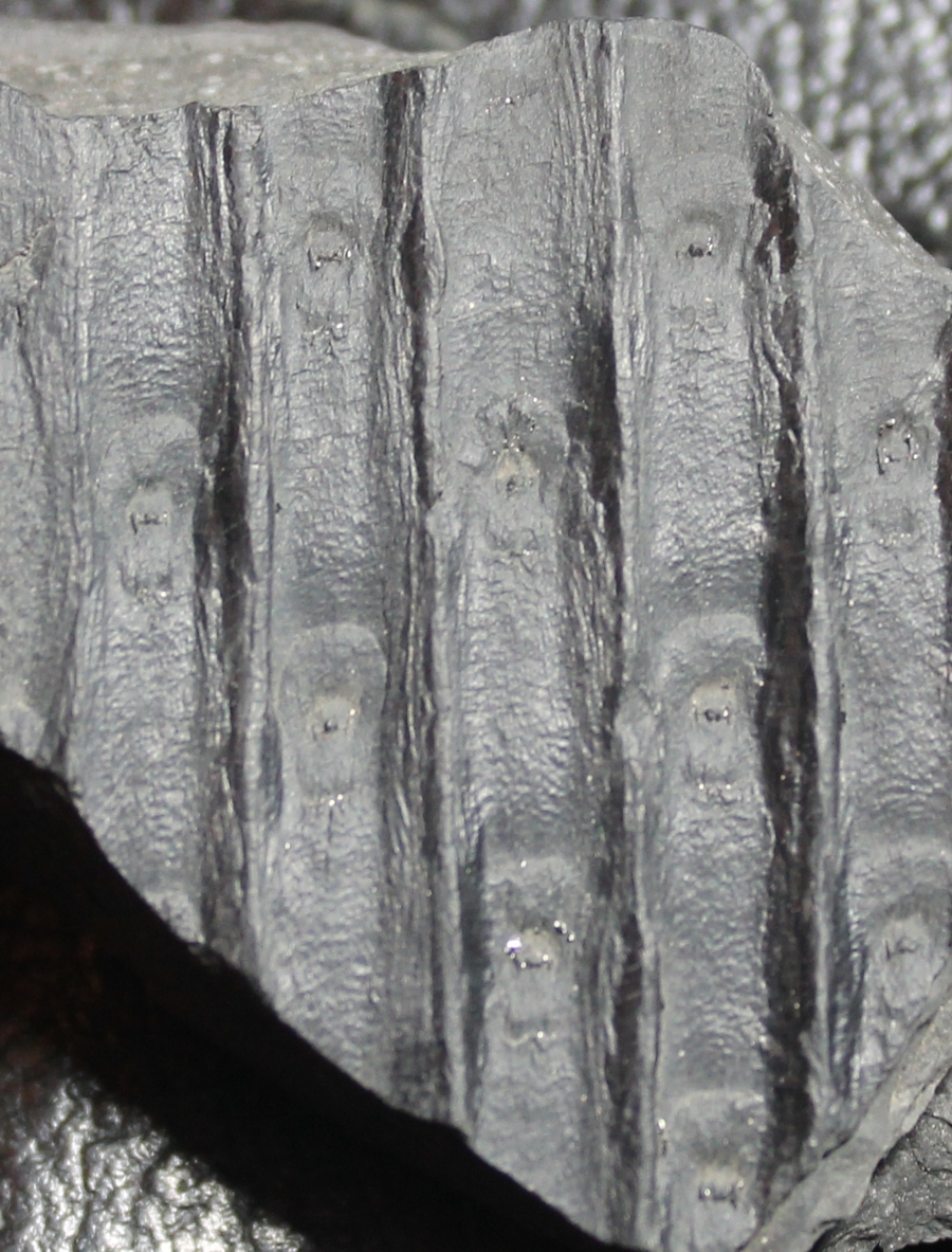 Lepidodendron