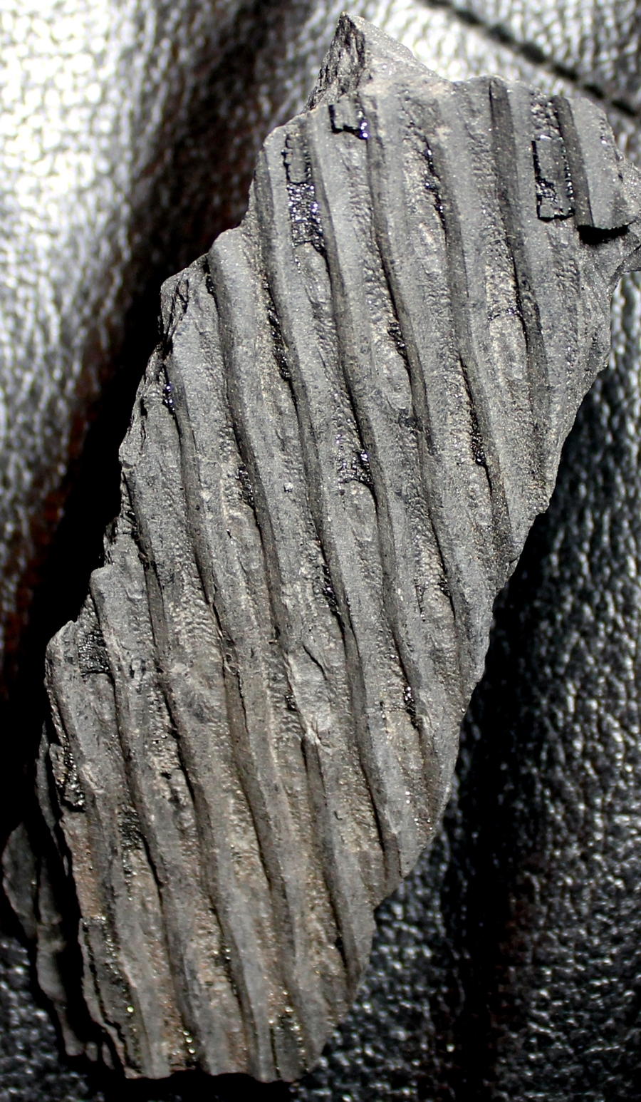 Sigillaria voltzi
