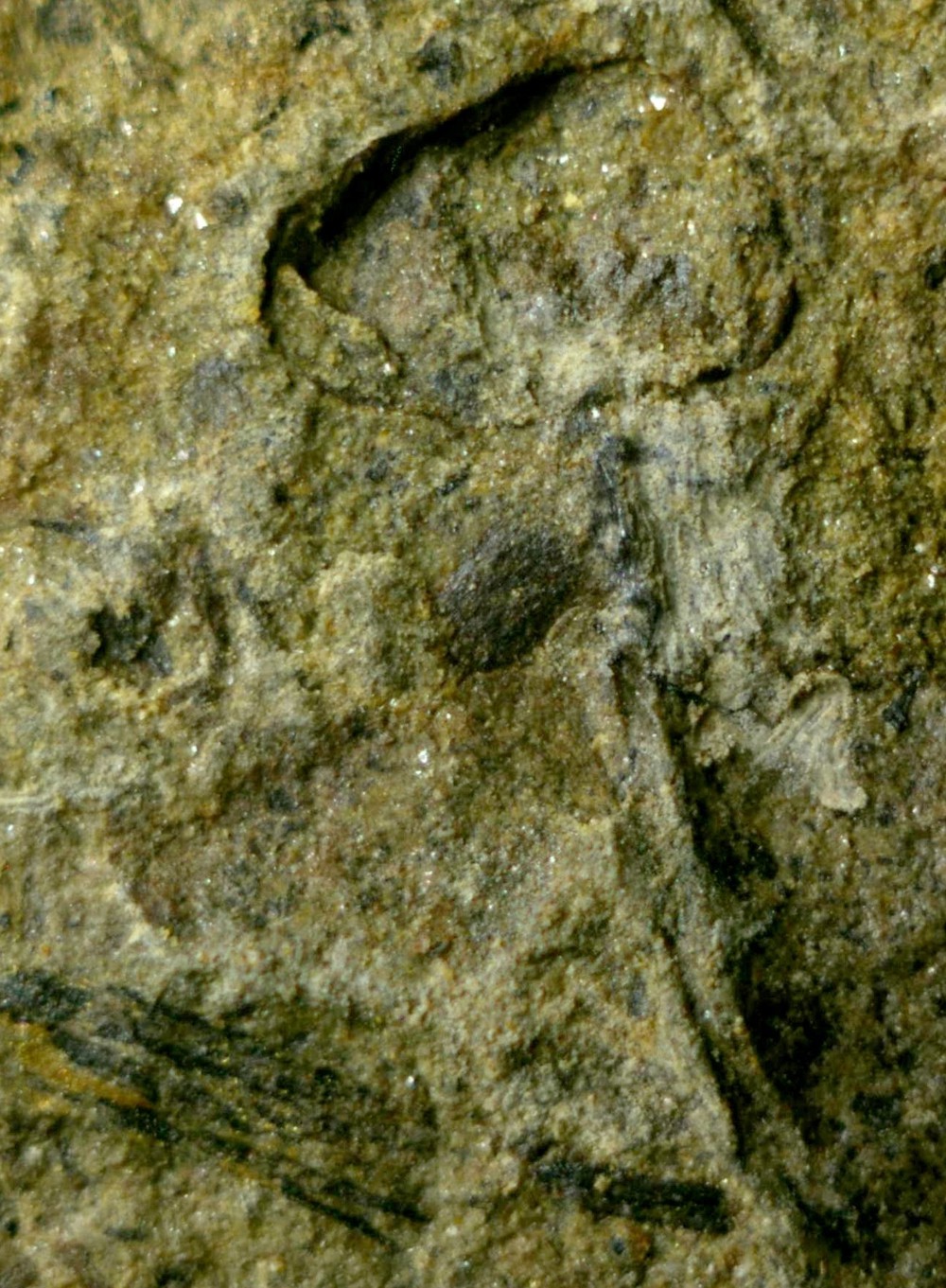 Cooksonia