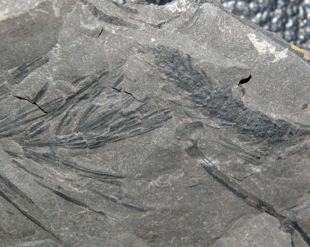 Fossil calamite plant