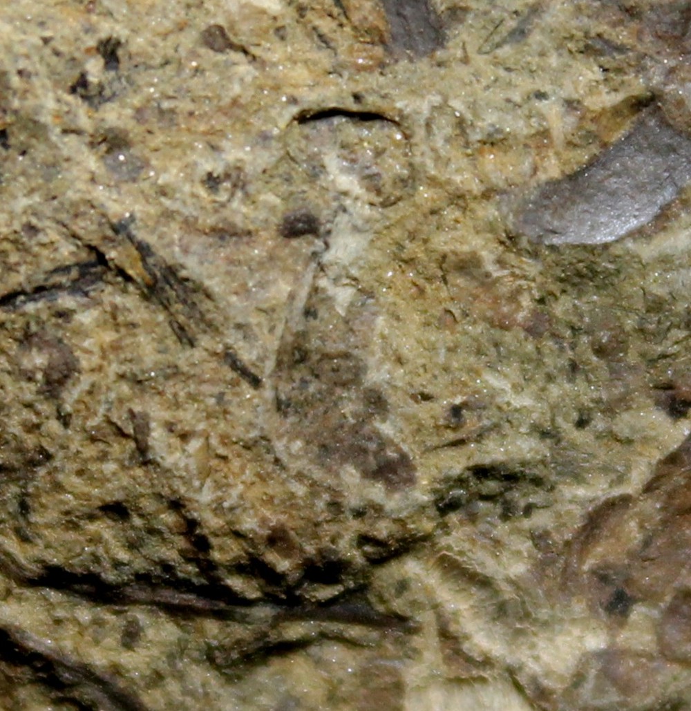 Cooksonia