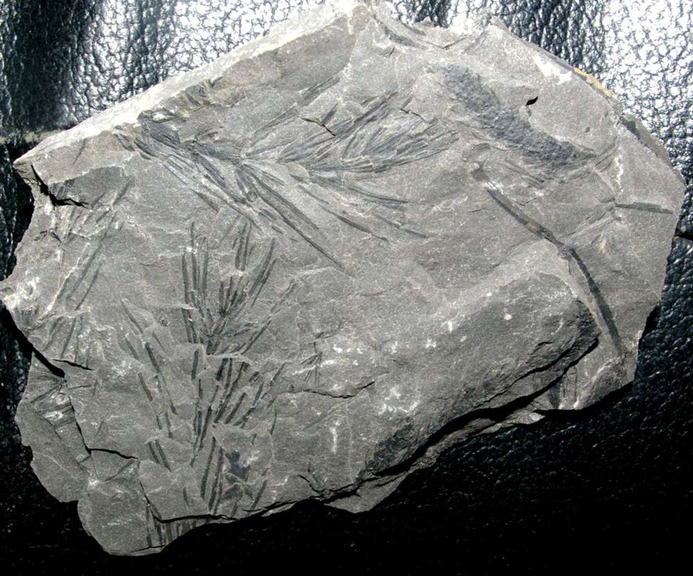 Asterophyllites equisetiformis fossil plant