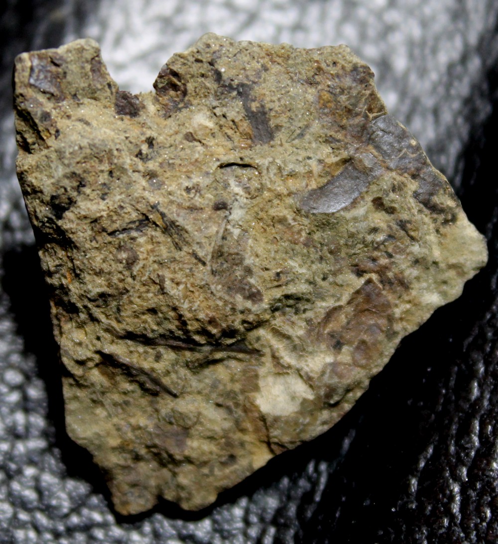 Cooksonia