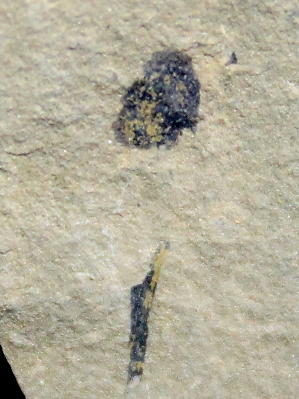 Cooksonia