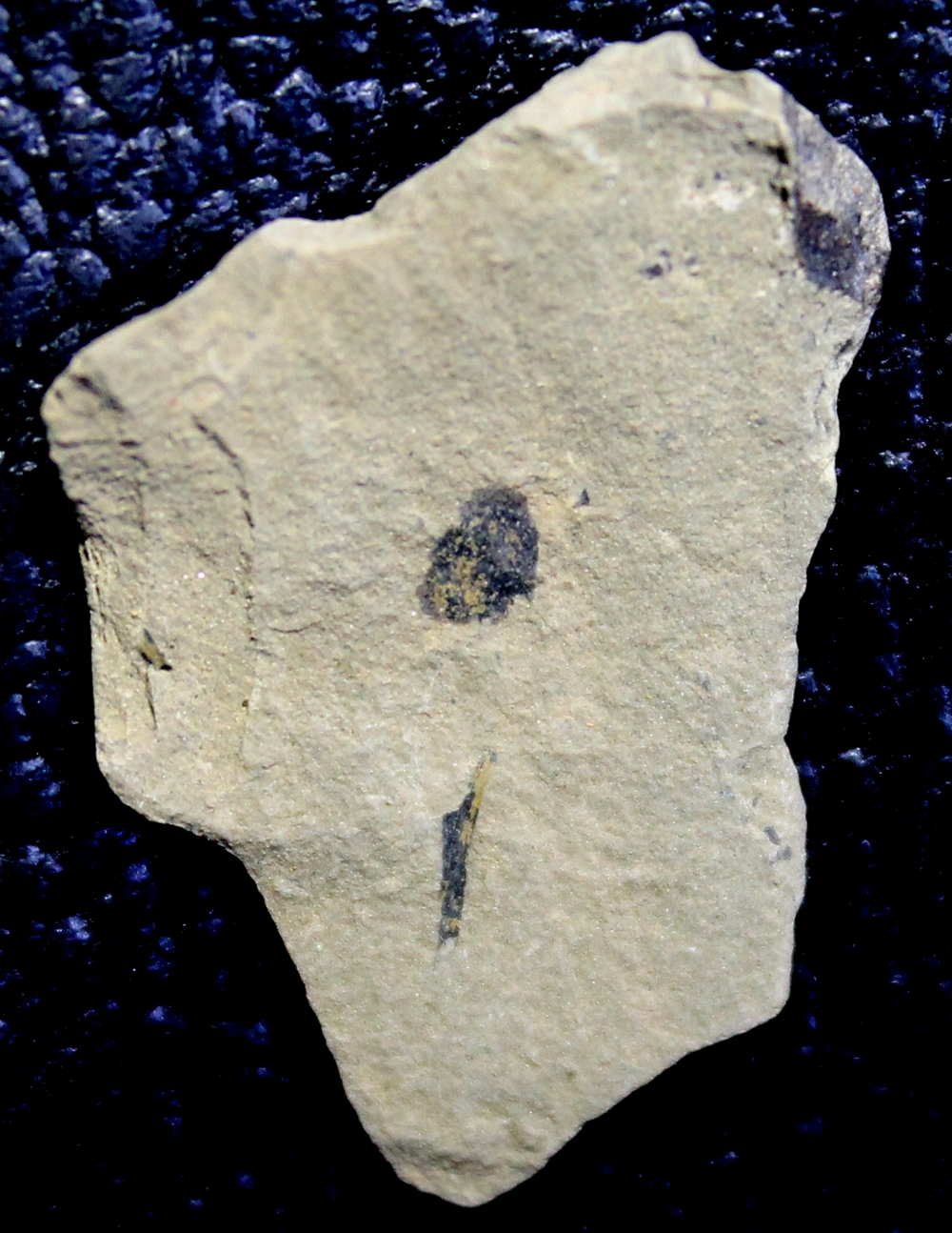 Cooksonia