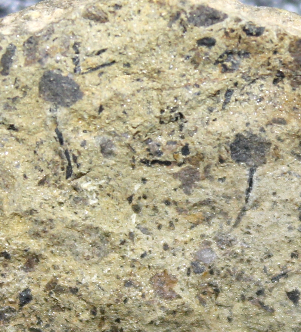 Cooksonia