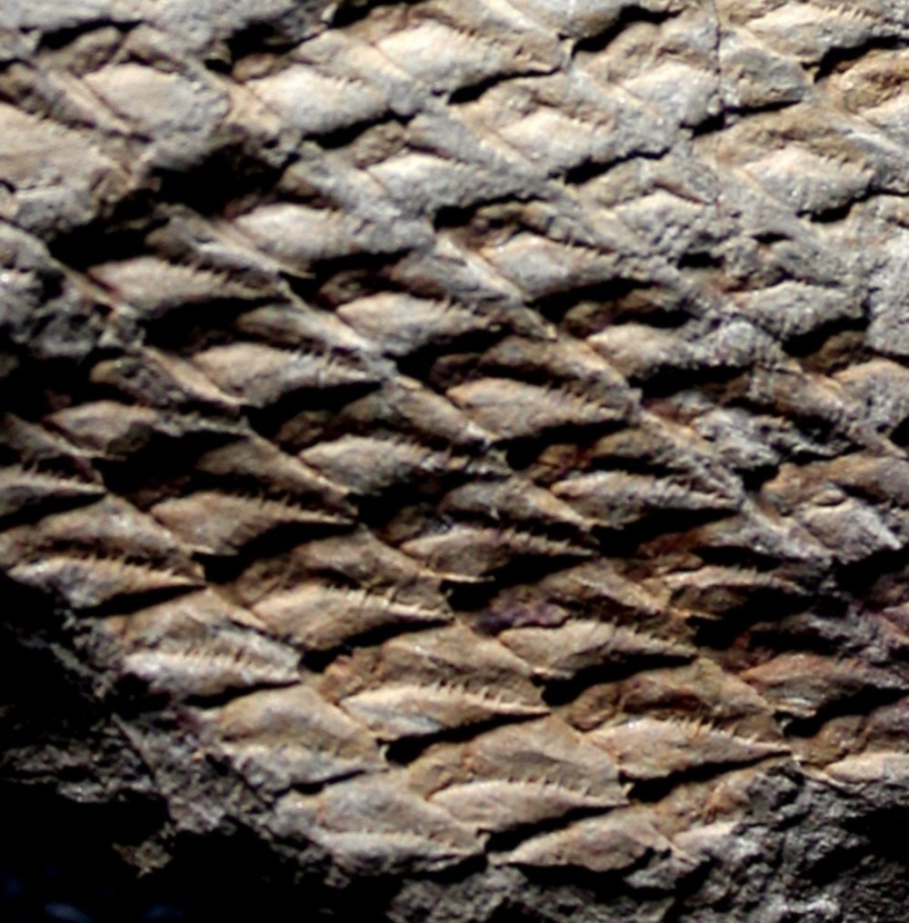 Lepidodendron