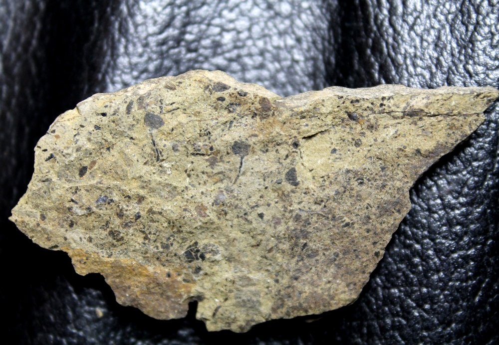 Cooksonia