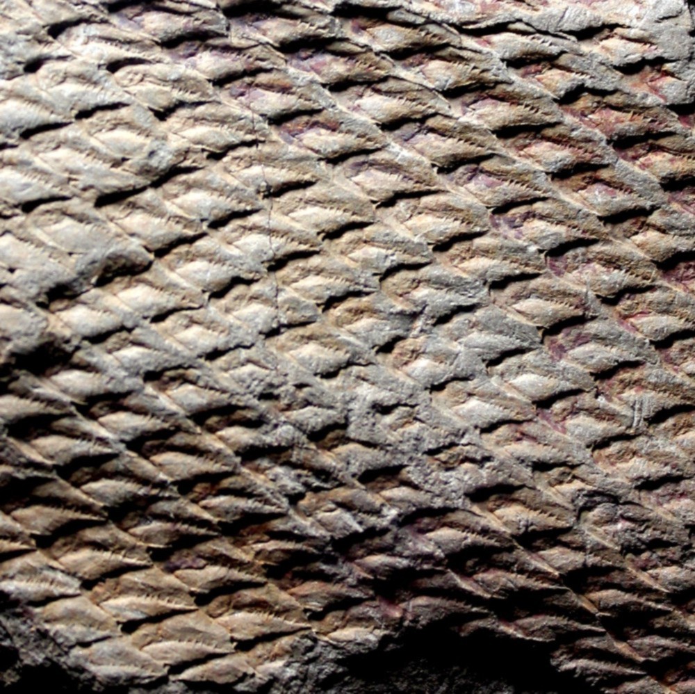 Lepidodendron