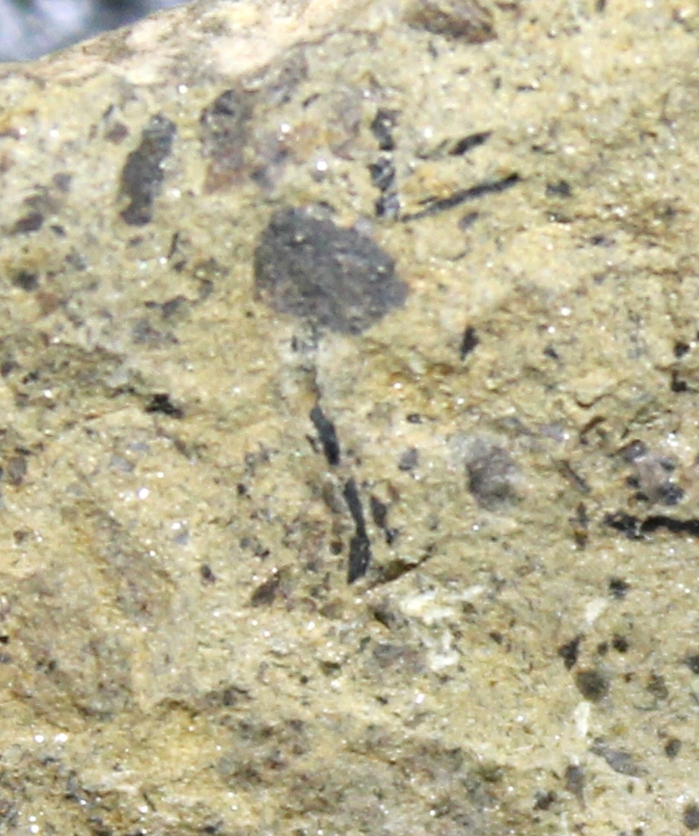 Cooksonia