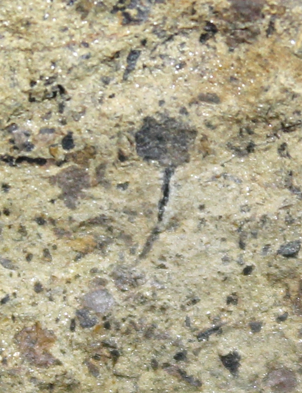 Cooksonia