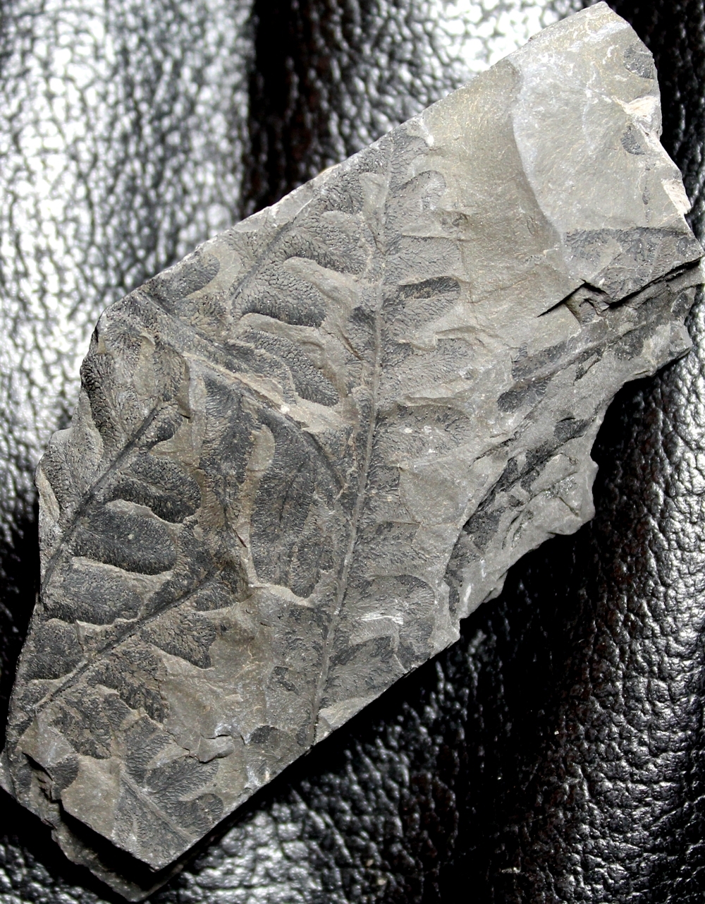 Lonchopteris rugosa