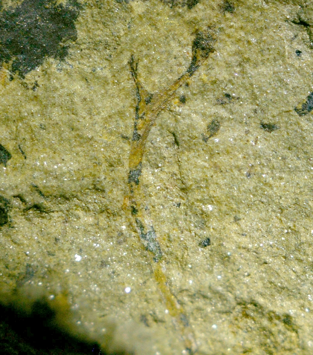 Salopella