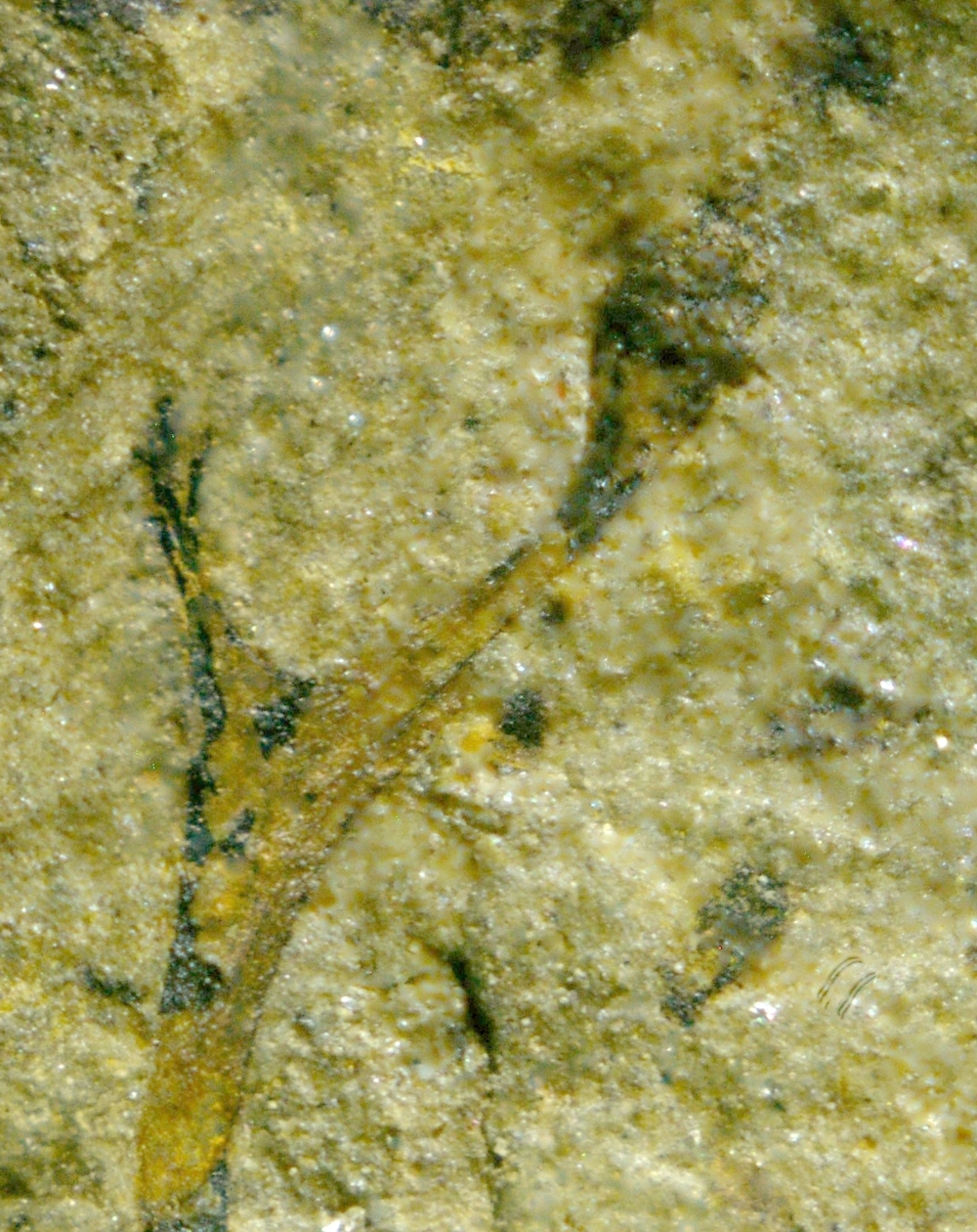 Salopella