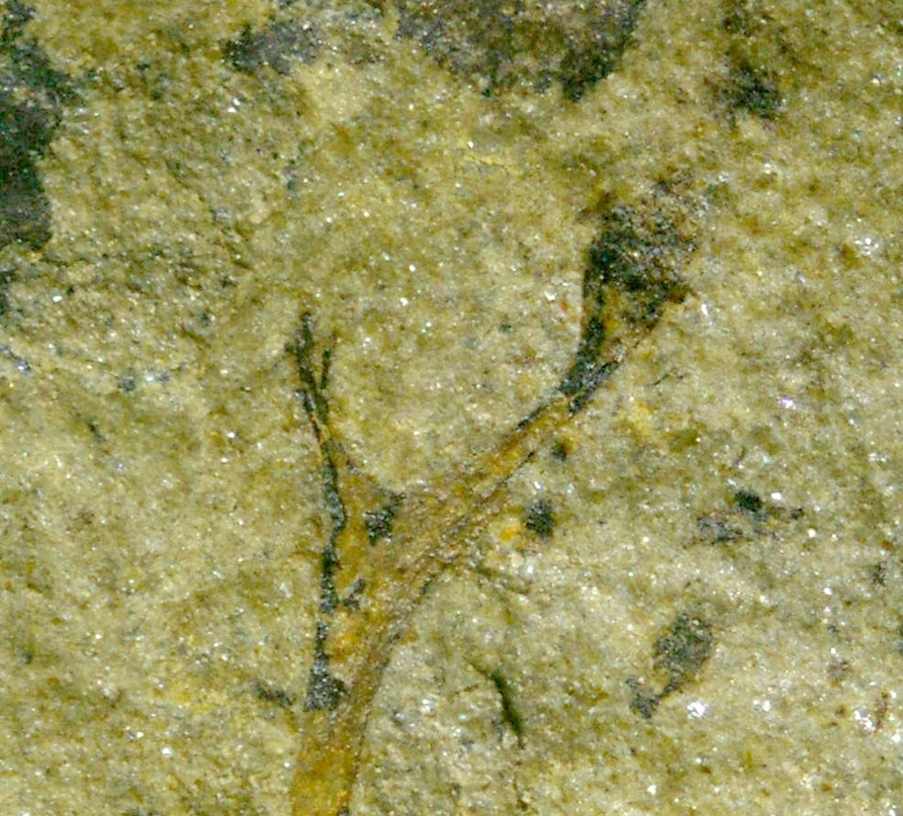 Salopella