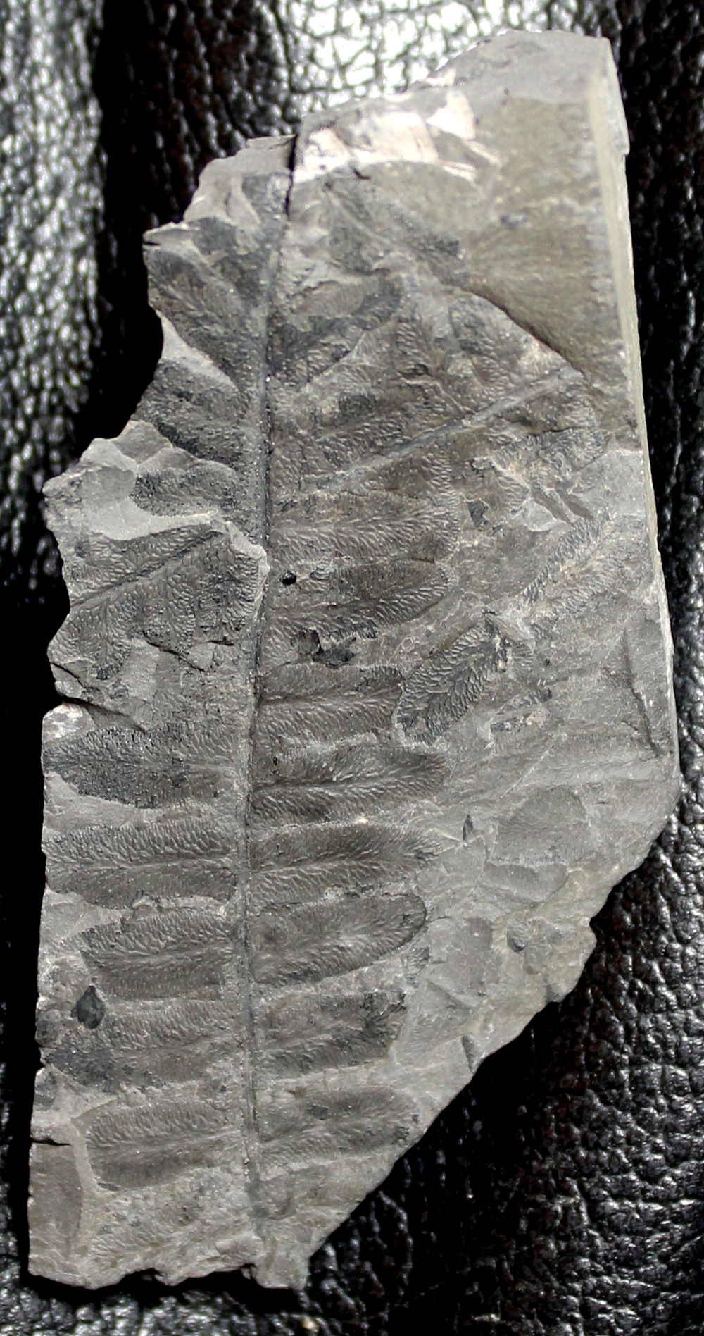 Lonchopteris rugosa