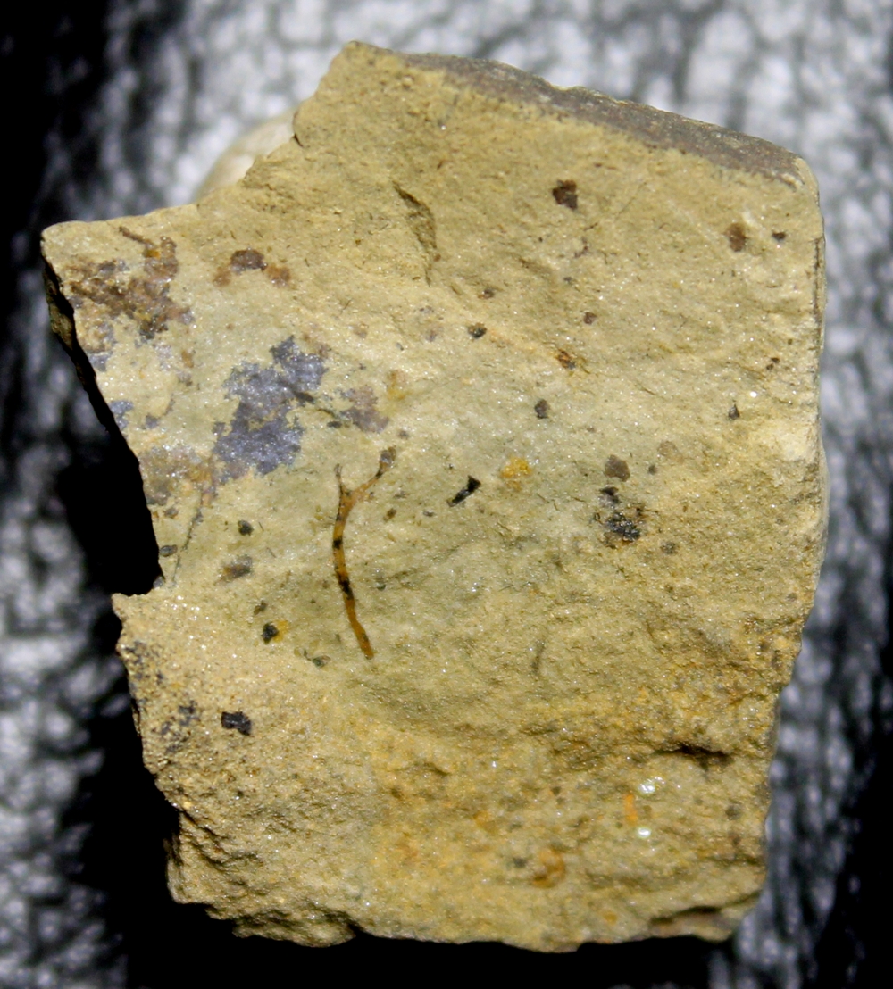 Salopella