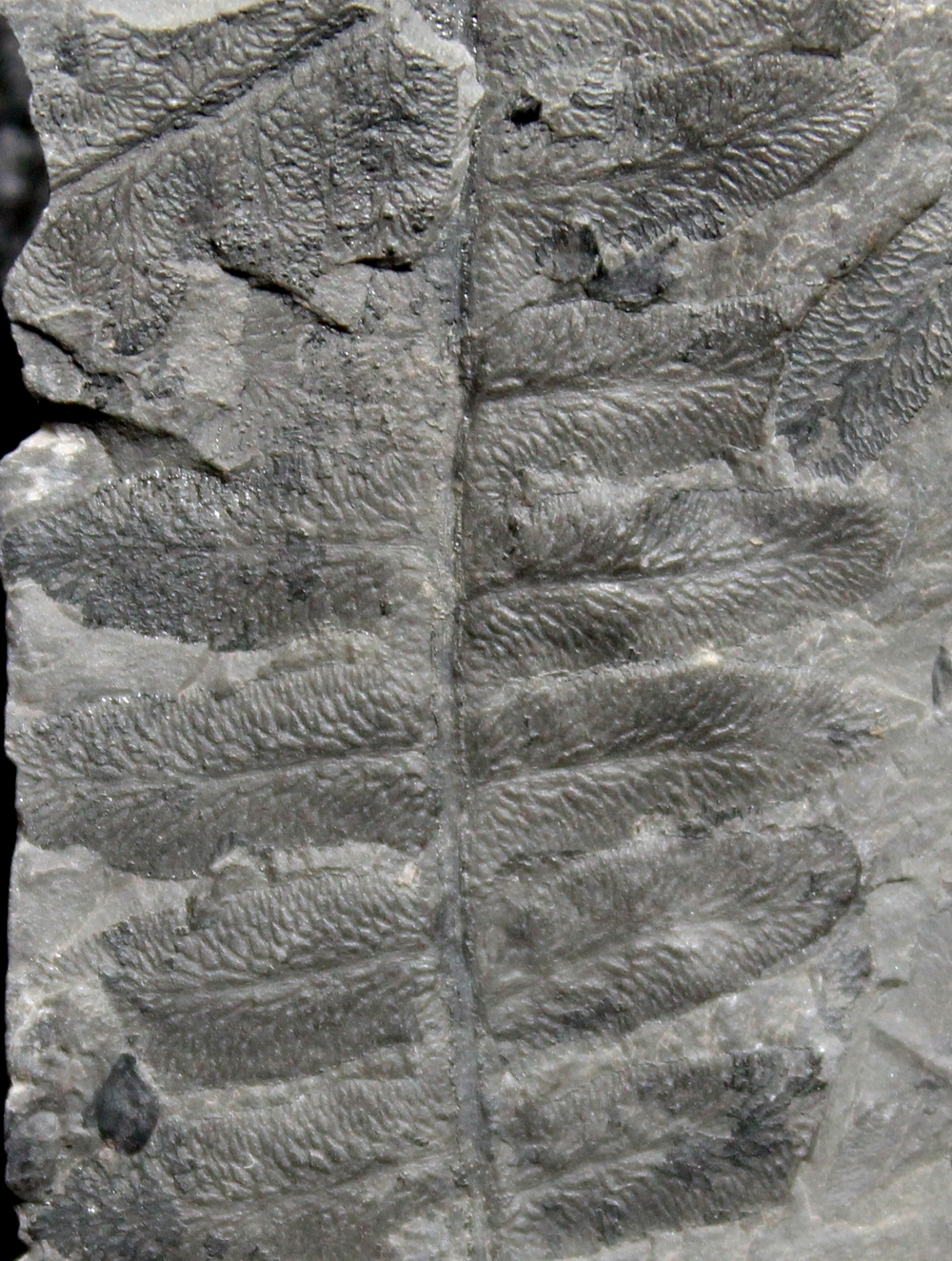 Lonchopteris rugosa