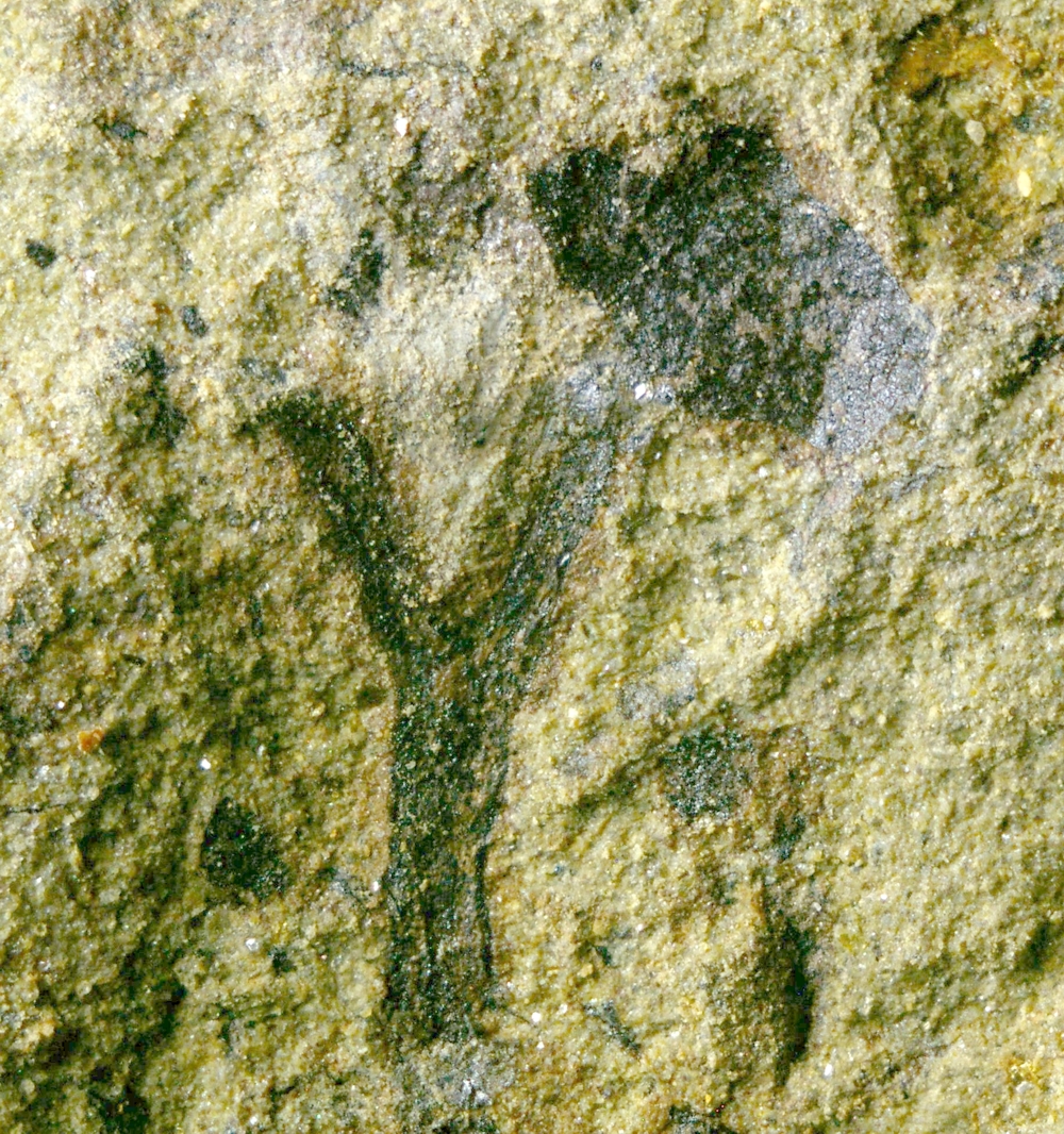 Cooksonia