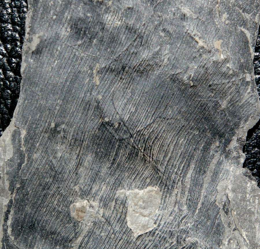 Fossil Pennsylvanian plant