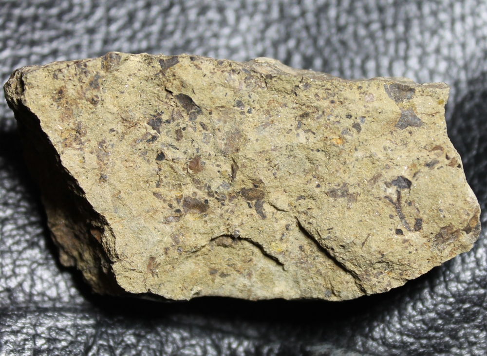 Cooksonia