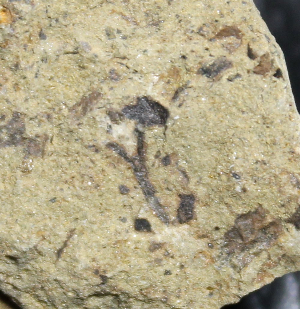 Cooksonia