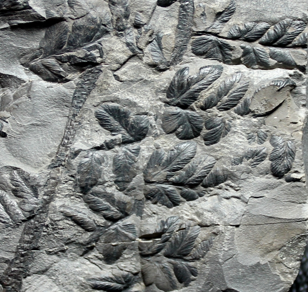 Mariopteris muricata